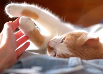 The Normal Crisis You Find in Little Cats!