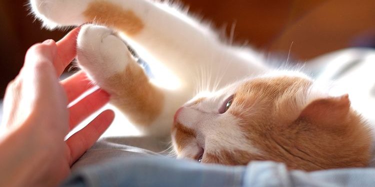 The Normal Crisis You Find in Little Cats!