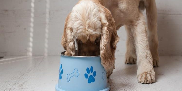 Ultimate Guidelines for Pet Care